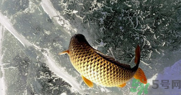鯉魚死了怎樣保鮮？鯉魚死后怎么保存？
