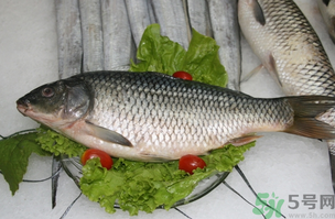 鯉魚死了怎樣保鮮？鯉魚死后怎么保存？