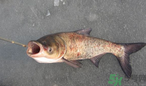 秋天釣鰱魚用什么餌料？秋天釣鰱魚用什么味餌？