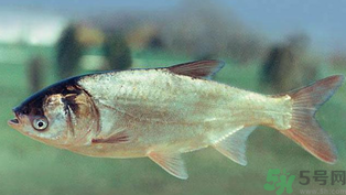 秋天釣鰱魚用什么餌料？秋天釣鰱魚用什么味餌？