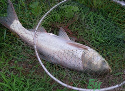 秋天怎么釣鰱魚？秋天釣鰱魚技巧
