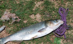 秋天怎么釣鰱魚？秋天釣鰱魚技巧