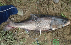 秋天怎么釣鰱魚？秋天釣鰱魚技巧