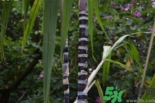 甘蔗一天吃多少最好？甘蔗能每天都吃嗎？