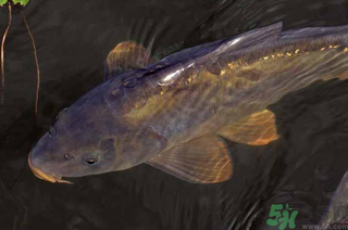 野生鯉魚怎么釣？野生鯉魚用什么釣最好？