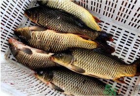 野生鯉魚怎么釣？野生鯉魚用什么釣最好？