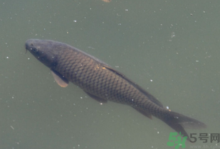 野生鯉魚怎么釣？野生鯉魚用什么釣最好？
