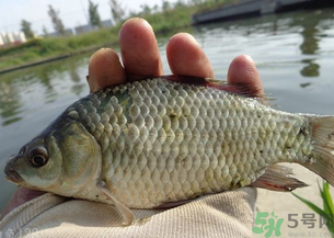 野生鯽魚多少錢一斤？野生鯽魚怎么區(qū)分？