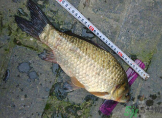 野生鯽魚多少錢一斤？野生鯽魚怎么區(qū)分？