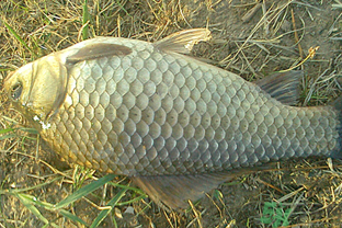 野生鯽魚多少錢一斤？野生鯽魚怎么區(qū)分？