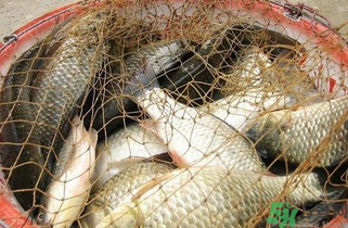野生鯽魚怎么做好吃？野生鯽魚的做法