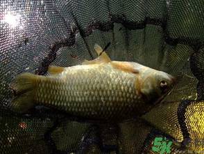 野生鯽魚怎么做好吃？野生鯽魚的做法