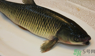 秋天怎么釣草魚？秋天草魚好釣嗎？
