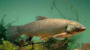 秋天怎么釣草魚？秋天草魚好釣嗎？