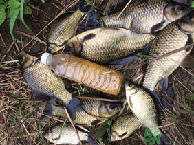 野生鯽魚怎么釣？釣野生鯽魚的技巧