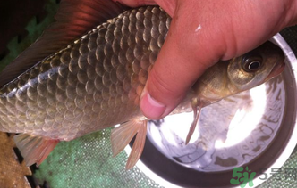 野生鯽魚怎么釣？釣野生鯽魚的技巧