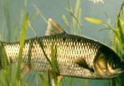 秋天怎么釣草魚(yú)？秋天草魚(yú)好釣嗎？