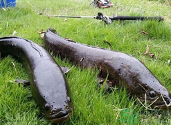 10月份還能釣黑魚嗎？幾月份釣黑魚最好？