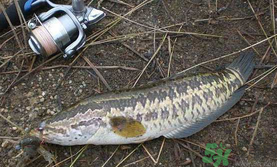 10月份還能釣黑魚嗎？幾月份釣黑魚最好？