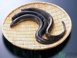 十月份可以釣黃鱔嗎？黃鱔可以釣到幾月份？