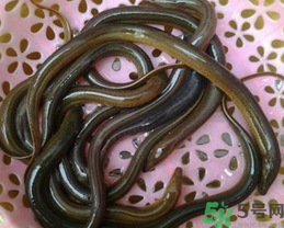 活黃鱔如何保存？活鱔魚怎么保存？