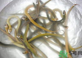 活黃鱔如何保存？活鱔魚怎么保存？