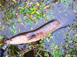 十月份黑魚好釣嗎？十月份怎么釣黑魚？