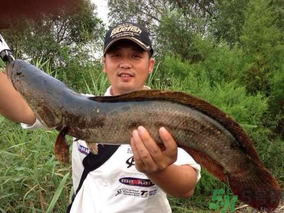 十月份黑魚好釣嗎？十月份怎么釣黑魚？
