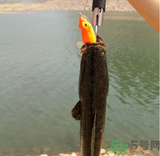 十月份黑魚好釣嗎？十月份怎么釣黑魚？