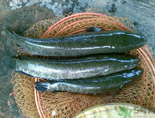 秋天可以釣黑魚嗎？秋天黑魚在什么地方？