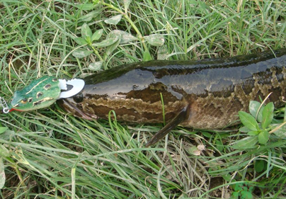 秋天怎么釣黑魚？秋天釣黑魚技巧