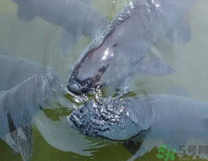 十月份釣青魚好釣嗎？釣青魚什么時間最好？