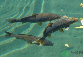 十月份釣青魚好釣嗎？釣青魚什么時間最好？