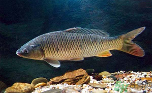 十月份釣青魚好釣嗎？釣青魚什么時間最好？