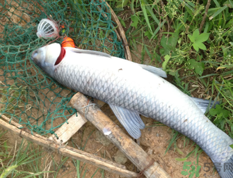 十月份釣青魚好釣嗎？釣青魚什么時間最好？