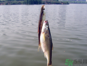 陰天怎么釣魚？陰天釣魚技巧