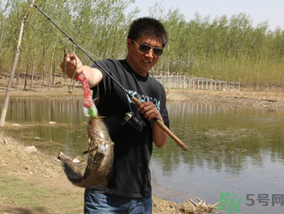 秋季釣黑魚用什么魚餌？秋天釣黑魚用什么餌？
