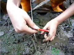 秋季可以釣黃鱔嗎？黃鱔怎么釣？