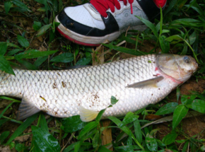 野生草魚多少錢一斤？野生草魚價(jià)格