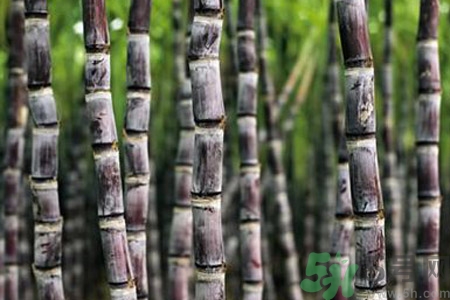 孕婦能吃甘蔗嗎？孕婦吃甘蔗會導(dǎo)致血糖升高嗎？