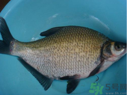 鳊魚多少錢一斤？野生鳊魚多少錢一斤？