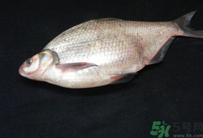 鳊魚多少錢一斤？野生鳊魚多少錢一斤？