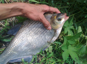 鳊魚多少錢一斤？野生鳊魚多少錢一斤？
