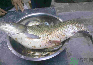 秋天夜釣草魚怎么釣？秋天夜釣草魚技巧