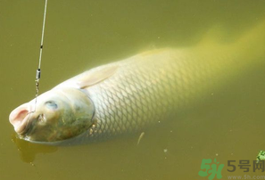 秋天夜釣草魚怎么釣？秋天夜釣草魚技巧
