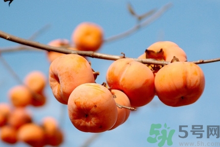 柿子為什么懶了就不澀口？懶柿子的功效與作用