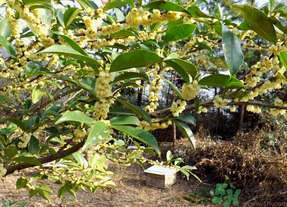 新鮮桂花怎么處理？新鮮桂花怎么保存？