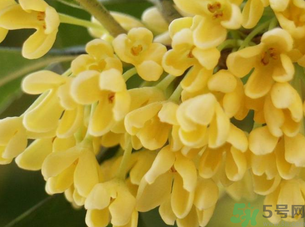新鮮桂花怎么處理？新鮮桂花怎么保存？