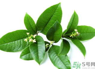 新鮮桂花怎么處理？新鮮桂花怎么保存？