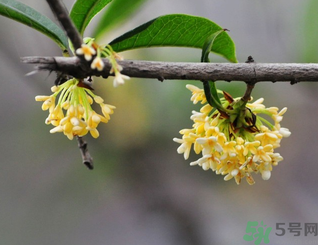 新鮮桂花可以做什么好吃的？新鮮桂花的做法大全